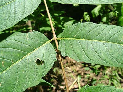 Tree of Heaven Closeup