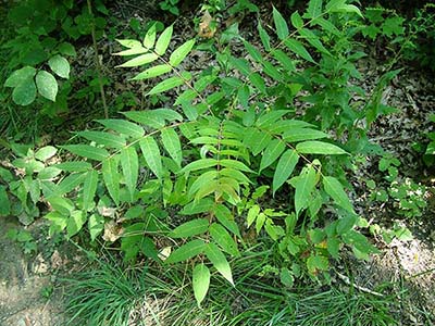 Tree of Heaven Seedling