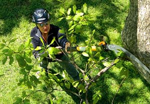 Tree Pruning