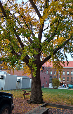 Ginkgo Tree