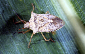 Brown Stink Bug