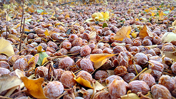 Ginkgo Stinky Seeds