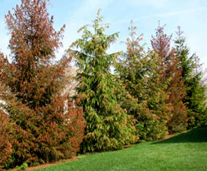 Foliar Discoloration in Pine Trees