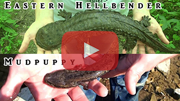 Hellbender and Mudpuppy Video