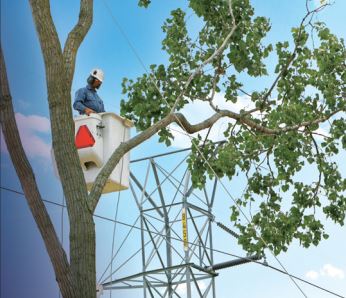 Trees and Electric Lines