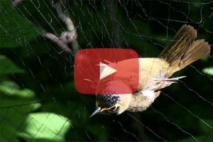 Hardwood Ecosystem Experiment - Forest Birds