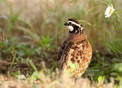 Quail