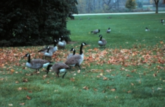Geese