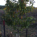 Juvenile American Chestnut
