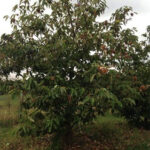 10 year old American chestnut tree