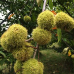 American chestnut fruit protected by a spiny bur.