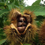 American chestnut fruit (nuts) inside an opened bur