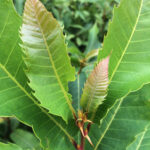 Immature American chestnut leaves