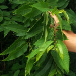 Mature American chestnut leaves