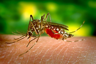Female Aedes aegypti mosquito