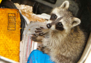 Raccoon