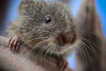 Vole