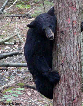 Black bear