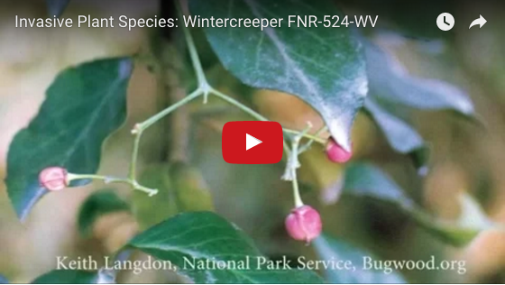 Wintercreeper video