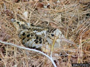 American Woodcock.