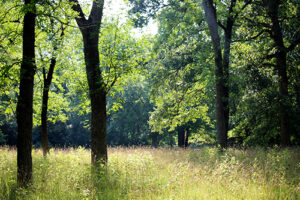 trees, grasslands