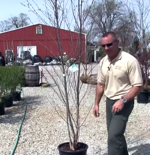 Lindsey Purcell with a potted tree