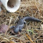 Salamander Photo