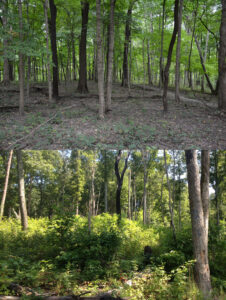 Poorly managed forest vs. managed forest with forage for wildlife.