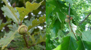 White oak acorns