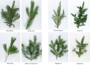 Tree Comparison