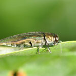 Emerald Ash Borer