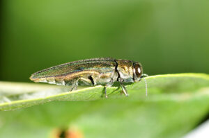 Emerald Ash Borer