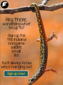 Poster asking reader to sign up for the Indiana Nongame Wildlife email list with a lizard in the background.