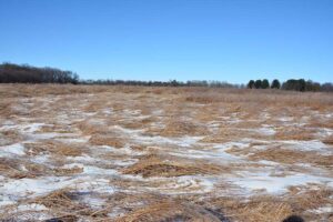 Forbs mixed with grasses (short grass) help prevent the grasses from falling over and laying flat during the winter.