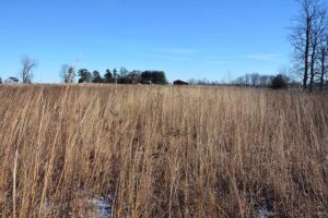 Forbs mixed with grasses (long blades) help prevent the grasses from falling over and laying flat during the winter.