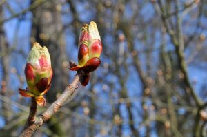 Buds in srping, https://pixabay.com/.