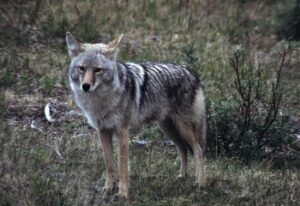 Coyote