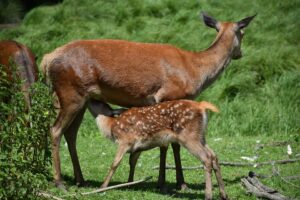 Deer, https://pixabay.com/.