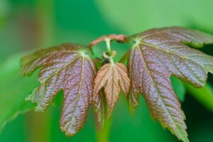 Young maple tree leaves, https://pixabay.com/.