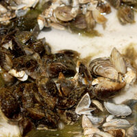 Invasive mussels, Lake Guardian, Illinois-Indiana Sea Grant.