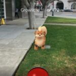 Growlithe beside the street, www.flickr.com.