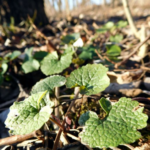 Invasive Plant 1