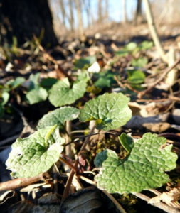 Invasive Plant 1