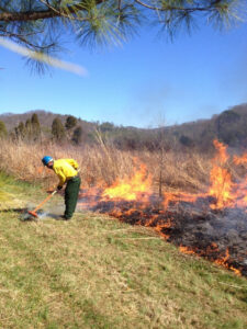 Person raking the firebreak where fire did creep away from the burn area.