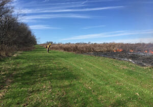Photo shows green growing vegetation for ideal firebreaks.