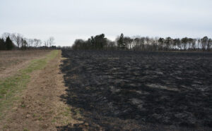 After fireburn to restore grasslands.