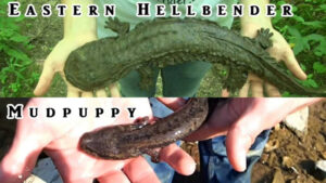 Hellbender vs. mudpuppy