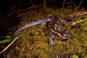 Spotted salamander.