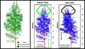 Scanned birch with front view and side view.