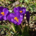 Crocus flowers